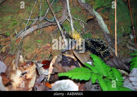 Gestreift Tenreks Hemicentetes Semispinosus Madagaskar Masoala-Halbinsel Masoala National Park Stockfoto