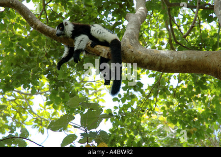 Schwarz und weiß Ruffed Lemur (Varecia Variegata Variegata) hängen in charakteristische Pose auf Ast Stockfoto