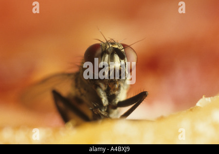 Haus fliegen oder Stubenfliege Musca Domestica auf Fleisch Stockfoto