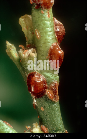 Halbkugelförmige Schildlaus Saissetia coffeae an Zitrusfrüchten woody Stammzellen Stockfoto