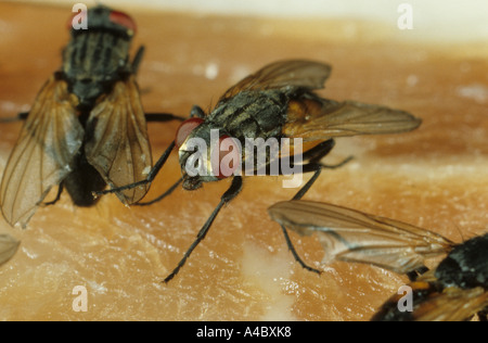 Stubenfliege oder Haus fliegen Musca Domestica ernähren sich von Fleisch Stockfoto