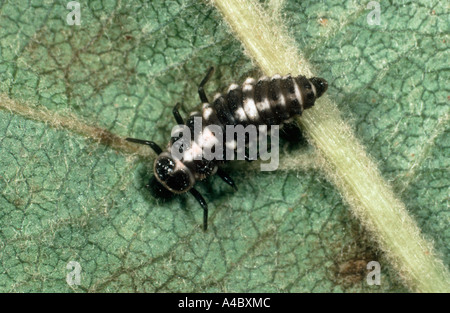 14-fleckige Marienkäfer oder 14-fleckige Marienkäfer (Propylea quatuordecimpunctata Stockfoto