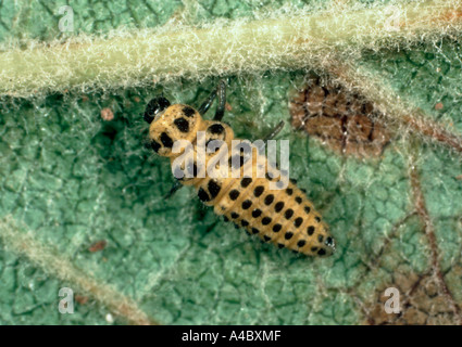 Zweiundzwanzig Fleckenkäfer (Psyllobora virgintiduopunctata) Larven auf Apfelblatt Stockfoto