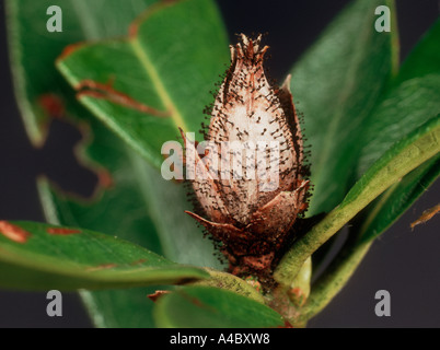 Knospen (Pycnostysanus azaleae) auf abgebrochene Rhododendronblüten Stockfoto