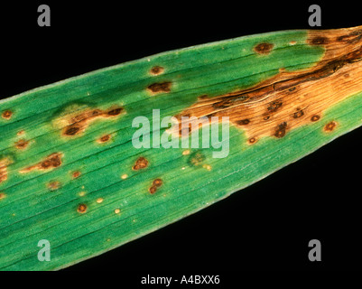 Iris Blattflecken Mycosphaerella Macrospora spotting auf einem Iris-Blatt Stockfoto