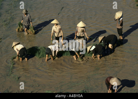 Frauen tragen traditionelle "nicht la konischen Hatstransplant Reis in einen wassergefüllten Reisfeld, Reis Pflanzen in Nord-Vietnam 1980 Stockfoto