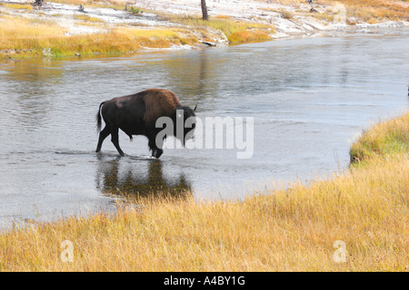 Bison Kreuzung Firehole River, Yellowstone-Nationalpark, wyoming Stockfoto