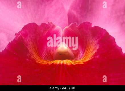 Orchidee Blume nahe Detail Stockfoto
