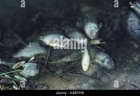 Tote Fische am Rand des verschmutzten See Stockfoto