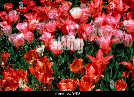 Rote und rosa Tulpen wachsen in einem Blumenbeet im Garten. Künstlerische Doppelbelichtung Stockfoto