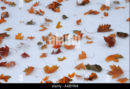 Herbstlaub fiel nach einem frühen Schneesturm auf den Schnee. Winterwetter im Herbst. Keine Personen. Central Park, New York City Stockfoto