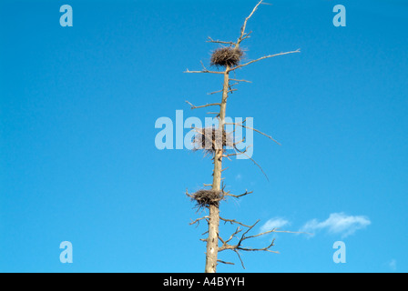 Blue Heron Nester befindet sich hoch in toten Bäumen in einem Bereich von Feuchtgebieten in New Hampshire USA befindet sich in Neu-England Stockfoto