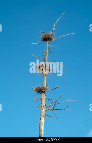 Blue Heron Nester befindet sich hoch in toten Bäumen in einem Bereich von Feuchtgebieten in New Hampshire USA befindet sich in Neu-England Stockfoto