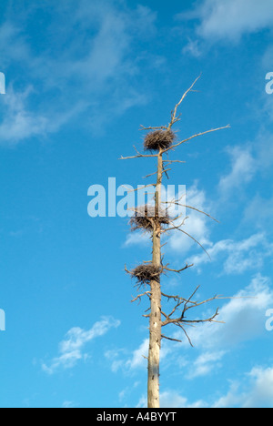 Blue Heron Nester befindet sich hoch in toten Bäumen in einem Bereich von Feuchtgebieten in New Hampshire USA befindet sich in Neu-England Stockfoto