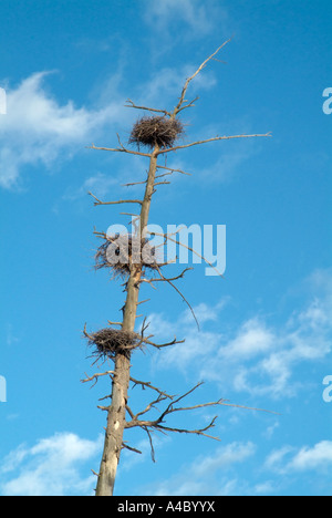 Blue Heron Nester befindet sich hoch in toten Bäumen in einem Bereich von Feuchtgebieten in New Hampshire USA befindet sich in Neu-England Stockfoto