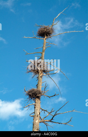 Blue Heron Nester befindet sich hoch in toten Bäumen in einem Bereich von Feuchtgebieten in New Hampshire USA befindet sich in Neu-England Stockfoto