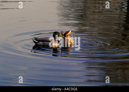 USA-Washington DC Enten zwei in Reflecting Pool in der Dämmerung Stockfoto