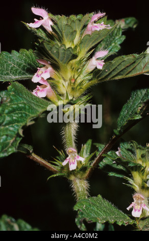 Gemeinsamen Hanf Brennnessel Galeopsis Tetrahit in Blüte Stockfoto