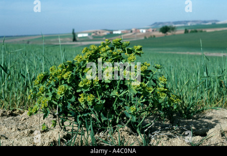 Sonne Wolfsmilch Euphorbia Helioscopia in Blüte Stockfoto