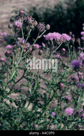 Schleichende Distel Cirsium Arvense in Blüte Stockfoto