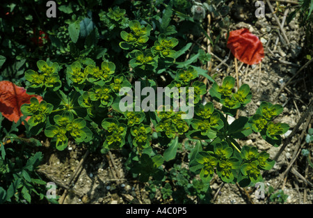 Sonne Wolfsmilch Euphorbia Helioscopia in Blüte Stockfoto