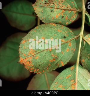 Rose Rost Phragmidium Tuberculatum Uredospore Pusteln auf der Unterseite Stockfoto