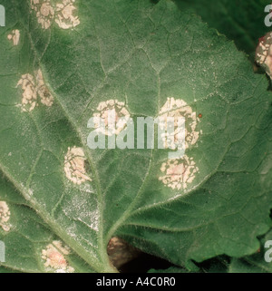 Weiße Blase Rost Albugo Candida auf Ehrlichkeit Lunaria Annua Blatt Stockfoto