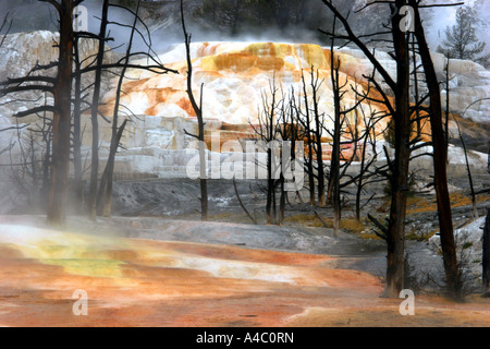 Engel-Terrasse, Mammoth hot Springs, Yellowstone-Nationalpark Stockfoto