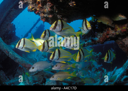 FISCHSCHWÄRME AN DER BENWOOD WRACK KEY LARGO FLORIDA Stockfoto