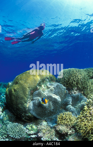 SCHNORCHLER ZEIGT EINE SAMMLUNG VON HARTEN KORALLEN UND ANEMONEN-PAPUA-NEUGUINEA Stockfoto