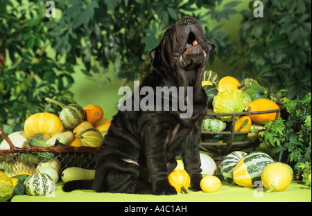 Shar-Pei Hund zwischen Kürbisse Stockfoto