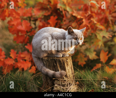 Kartäuser Katze sitzt auf Baumstumpf Stockfoto