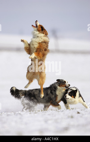 drei Australian Shepherds spielen im Schnee / Stockfoto