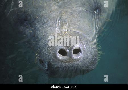 Nahaufnahme Detail Seekuh, Crystal River National Wildlife Refuge, Florida, USA Stockfoto