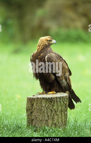 Steinadler - auf Baumstumpf / Aquila Chrysaetos Stockfoto