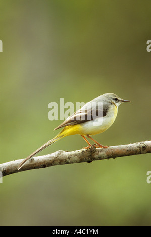 Gebirgsstelze (weiblich) - Zweig / Motacilla Cinerea Stockfoto