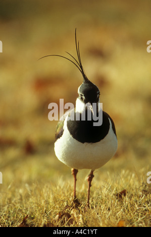 nördlichen Kiebitz (männlich) / Vanellus Vanellus Stockfoto