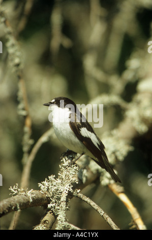 Europäische pied Flycatcher (männlich) - Zweig / Ficedula Hypoleuca Stockfoto