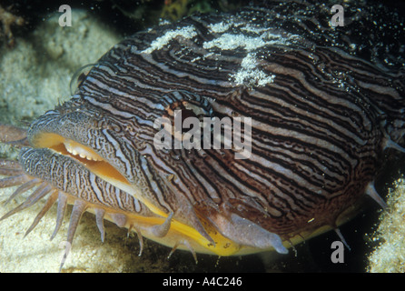 HERRLICHE KRÖTENFISCH SANOPUS SPLENDIDUS COZUMEL MEXIKO Stockfoto