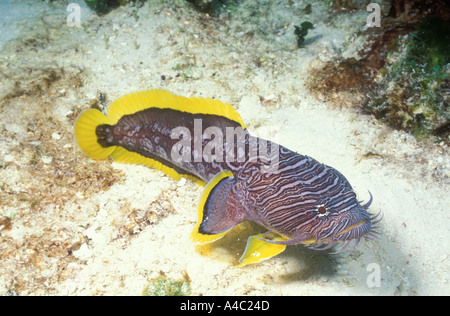 HERRLICHE KRÖTENFISCH SANOPUS SPLENDIDUS COZUMEL MEXIKO Stockfoto