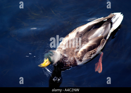 Männliche Stockente, die das Wasser aus seinem Kopf schütteln Stockfoto