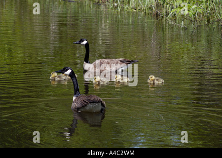 Kanadische Gänse-Familie auf dem Wasser Stockfoto