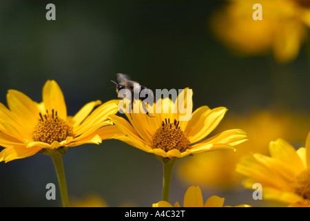 Biene im Flug über Krone Gänseblümchen (Glebionis Coronaria) Stockfoto