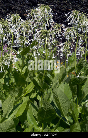 Woodland Tabakpflanze (Nicotiana Sylvestris) Stockfoto