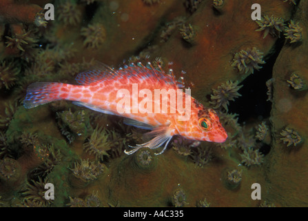 PIXIE HAWKFISH CIRRHITICHTHYS OXYCEPHALUS Stockfoto