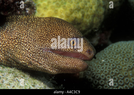 GOLDENTAIL MURÄNE GYMNOTHORAX MILIARIS Stockfoto