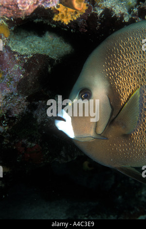 GRAUEN KAISERFISCH-POMACANTHUS ARCUATUS Stockfoto