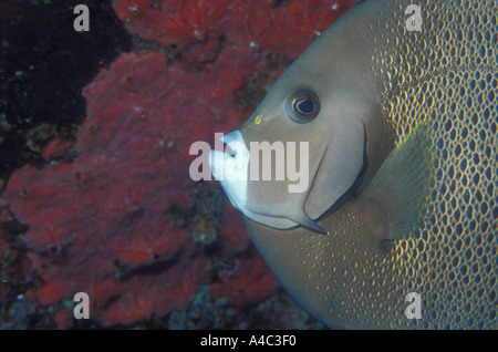 GRAUEN KAISERFISCH-POMACANTHUS ARCUATUS Stockfoto
