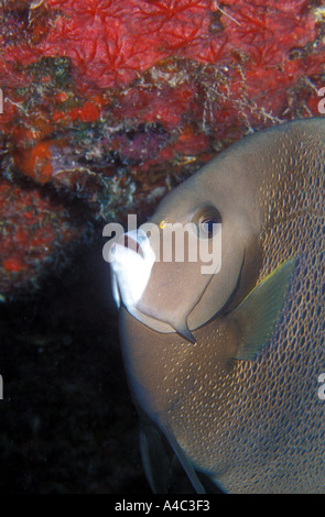GRAUEN KAISERFISCH-POMACANTHUS ARCUATUS Stockfoto