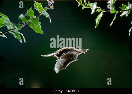 Weissbart Fledermaus (Myotis Mystacinus) im Flug in der Nacht Stockfoto